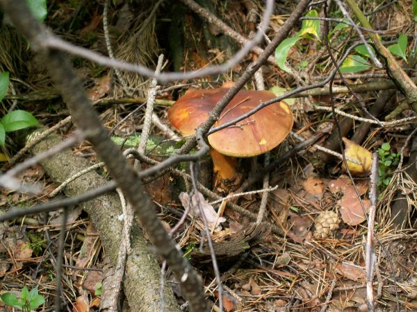 Podgrzybek pod gałęziami