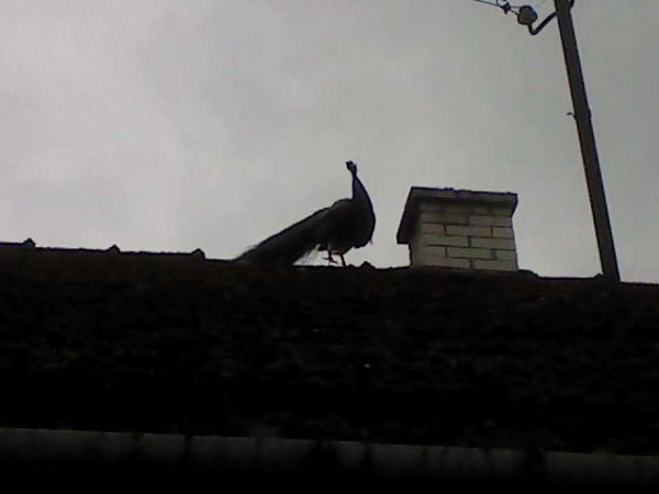 Upodobał sobie dach tego domu.