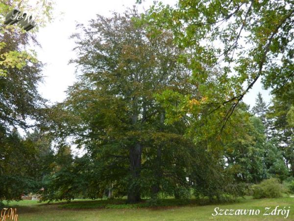zdjecie Szczawno-Zdrój