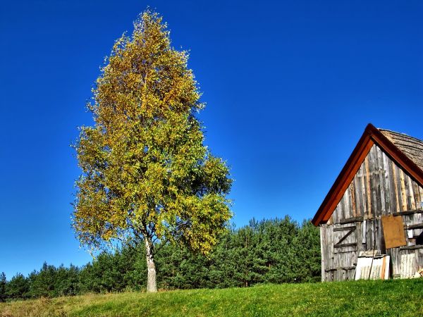 Gospodarczy i brzózka