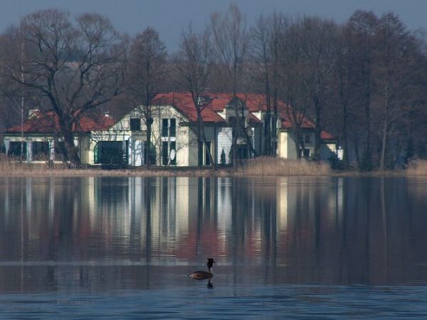 Perkoz pływający na Jeziorze Juno