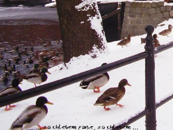 Zima w parku miejskim