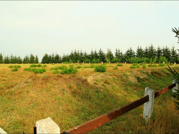 Cmentarz wojenny w Korzenicy. Cmentarz z lat 1915-16. Leżą na nim żołnierze trzech wrogich armi - rosyjskiej , austo-węgierskiej i niemieckiej , którzy zginęli