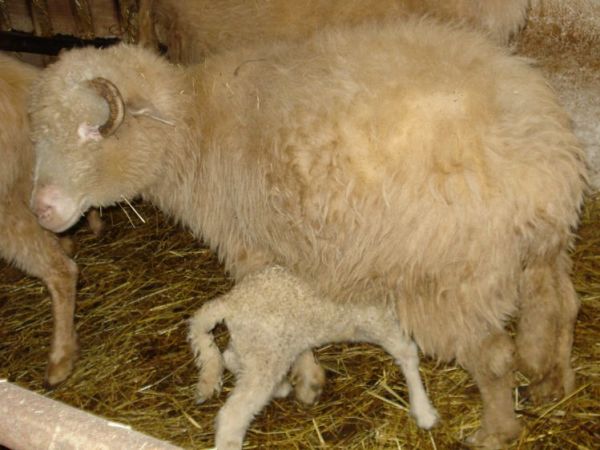 Pić pić pić . . .