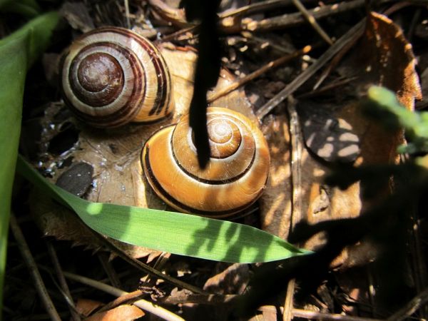 zdjecie Pietrzykowice