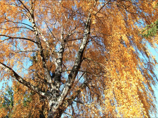 Kościół pw. św. Mikołaja i Stanisława biskupa w Jarosławiu przy ulicy Benedyktyńskiej. Przez starszych mieszkańców zwany Anna Kasarnia, został zbudowany w latac