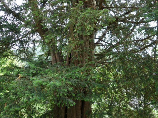 Cisy Raciborskiego. Osiedle Chodników.Okaz żeński.