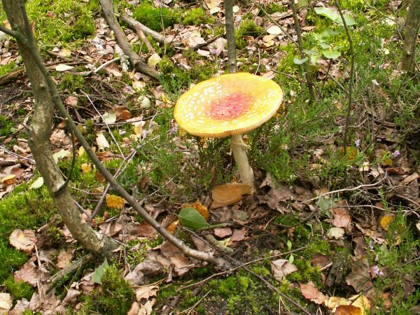 Trująca ozdoba lasu