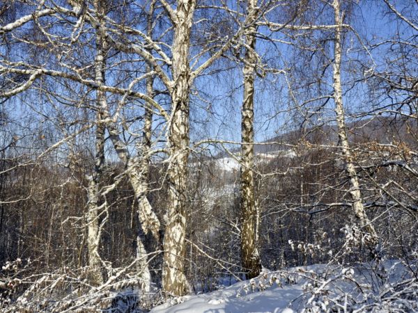 Zima w Wielogłowach