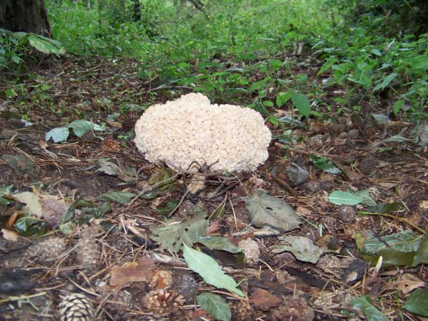 Piękny okaz w lesie przy jeziorze.