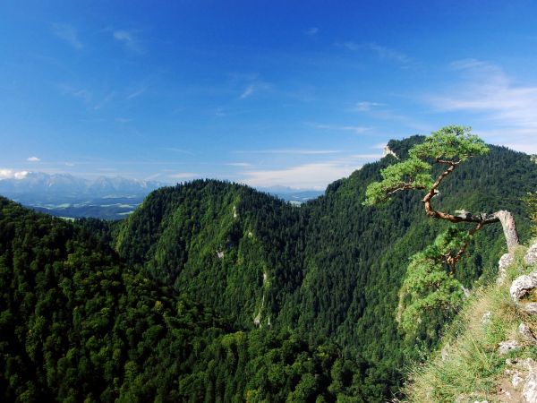 Pieniny, Tatry i reliktowa sosna