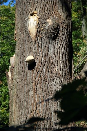 Zespół pałacowo - parkowy Czartoryskich .
