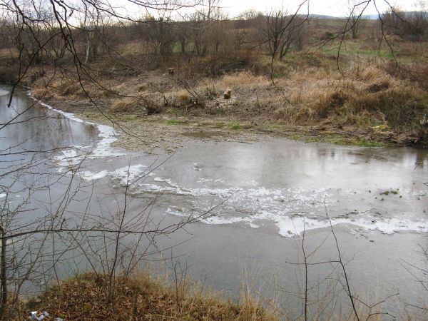 fragmenty nadrzecznego łęgu - urokliwie przepływającego tędy Sanoczka a po drugiej stronie chyba bóbr pozuje ?