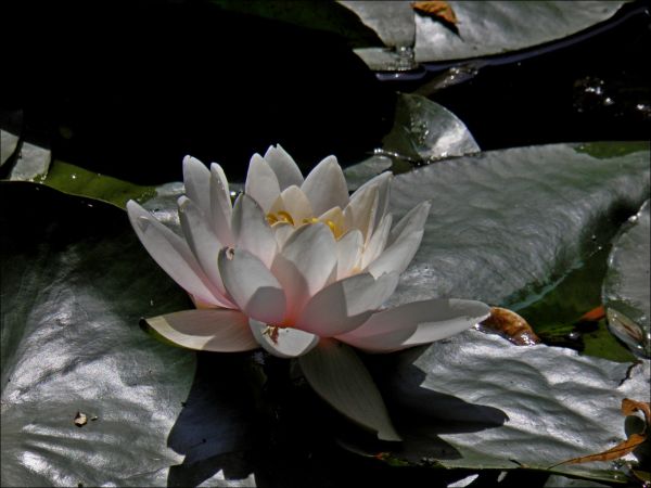 Pałac Turnauów w Urzejowicach z 1887 roku w trakcie odbudowy  i park krajobrazowy .