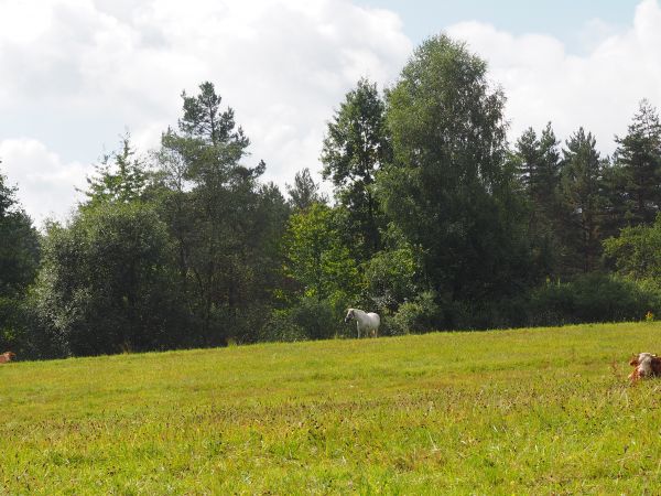 to po prawej - z rogami to krowa - "ta od mleka", powiadają że dzieci z Unii twierdzą, że mleko jest ze sklepu, z marketu - a krowy w życiu nie widziały.  Pasą