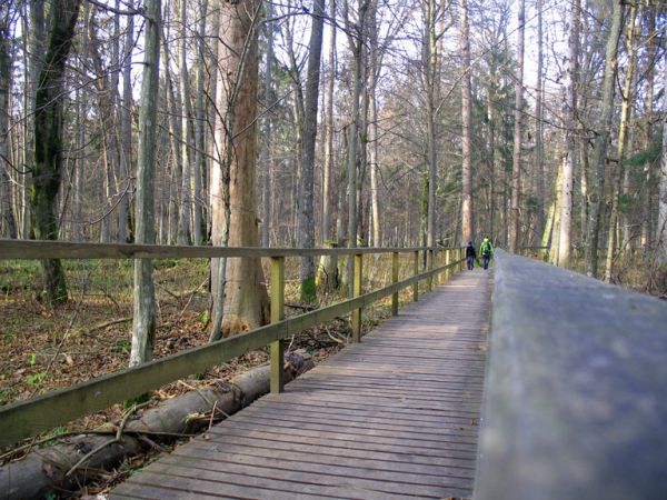 zdjecie Białowieża