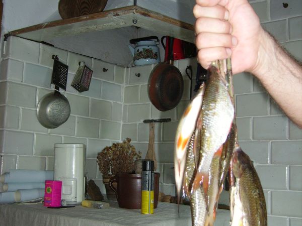 Takie płocie można złapać w Liwcu bez wędki. Trzeba być Rybakiem-pozdrowienia dla Rybaka