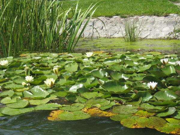 Łopienno.lilie na jeziorze