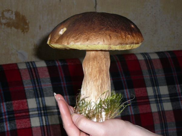 Lasy Puchałowskie i ich okazy.