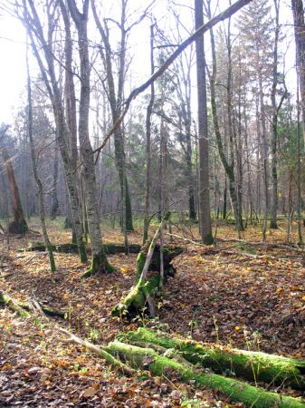 zdjecie Białowieża