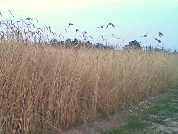 Przepiórki w zbożu