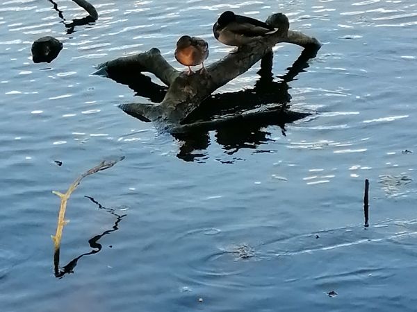 Nabrzeże j. Drwęckie