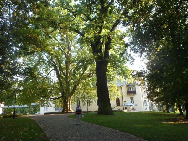 aleją parkową - od bramy i furty głównej - w Zespole Pałacowo - Parkowym, dziś Muzeum Dzieduszyckich,po lewej oranżeria, po prawej rotunda i aleja do kościoła.