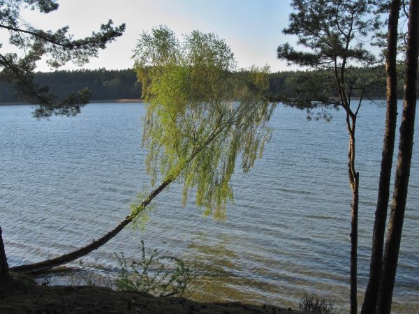 Krzywa brzoza na brzegu jeziora Wdzydze