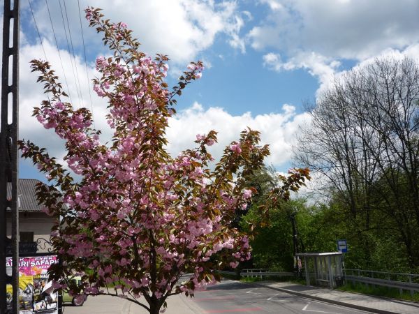 Centrum .Przystanek PKS/BUS