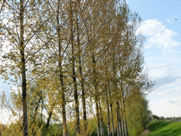 zdjecie Szymanowice Duże