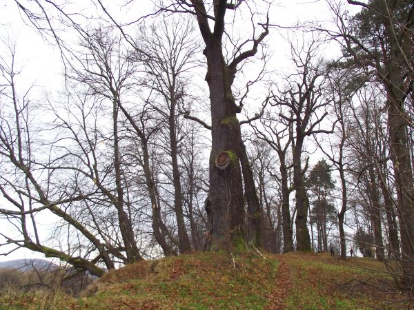 zabytkowy park dworski - tu na lewo zbocze a tam kamienisty brzeg z rumoszem nad rzeką San, polecam też inne zdjęcia i ich opisy - warto !