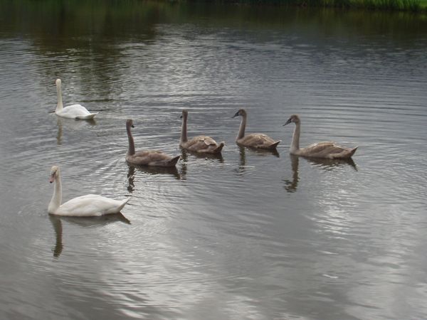 Za kim popłynąć?
Za tatą, czy za mamą?