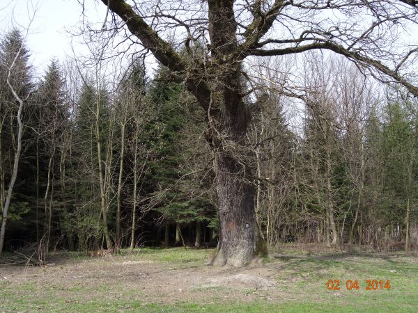 przy rozstaju historycznych traktów : Uherce - Jankowce - Lesko - Kostryń  jakby samotnie stare drzewo na straży tych dróg, ale też jakby z "szubienicznym konar