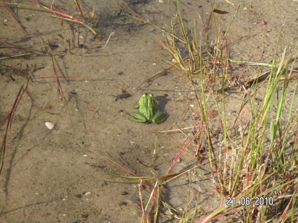 Staw "Zielonoświątkowców"
