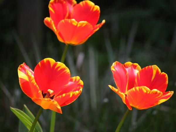 zdjecie Tyniewicze Duże