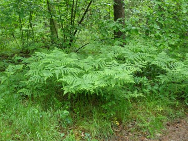 zdjecie Zalesie Górne