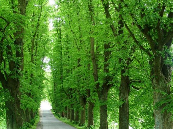 Lipowa aleja prowadząca do Wieszyna