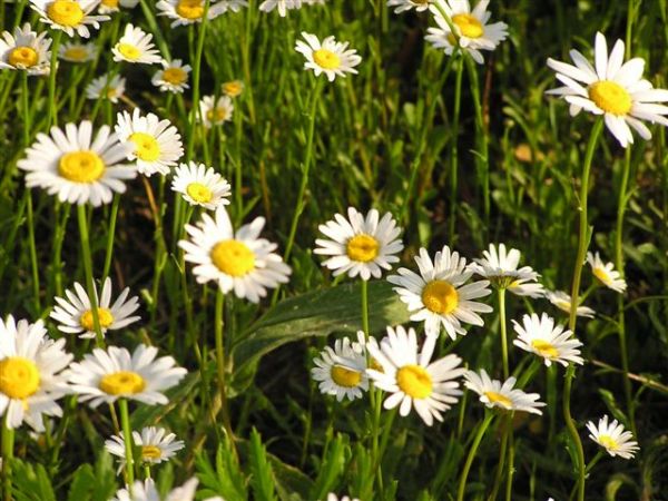 Łąka w czerwcu - Suliszowice