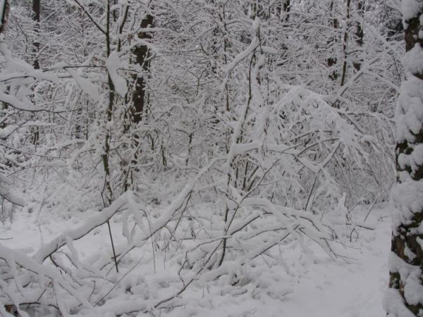 zdjecie Zalesie Górne