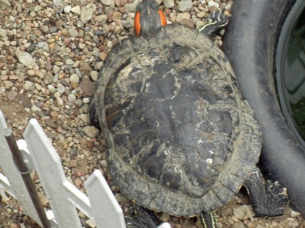 FRANK-RAJ _Ozdobne Ogrody Polskie