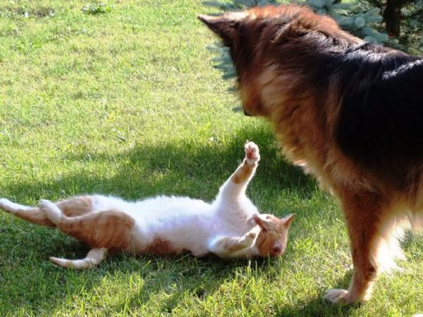 Miluś i Zorka z Leśnego Siedliska