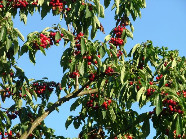 W Złotniku są piękne owoc czereśni.