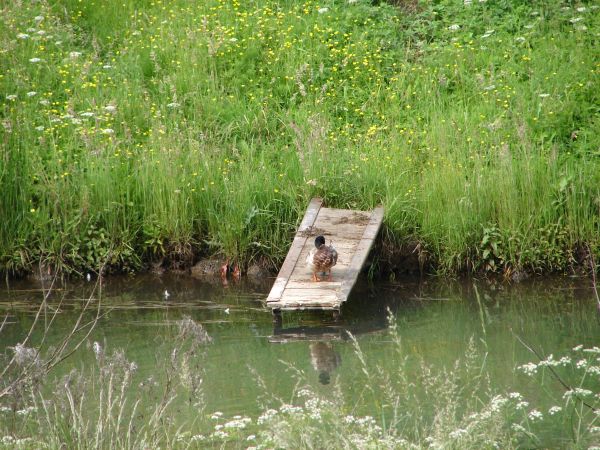 Kacza River w Koronowie