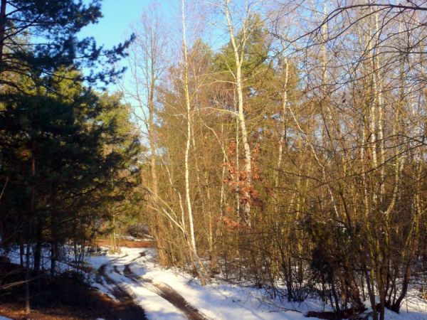 Okoliczne piękne lasy