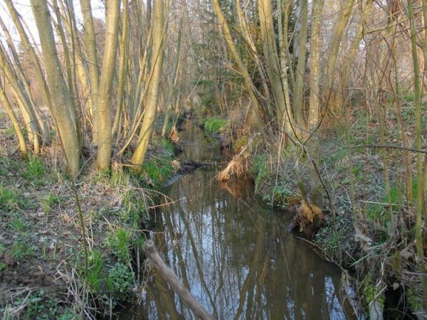 Początki rzeki Glaźnej
