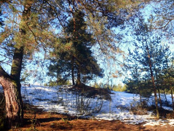 Poezja leśnej ciszy