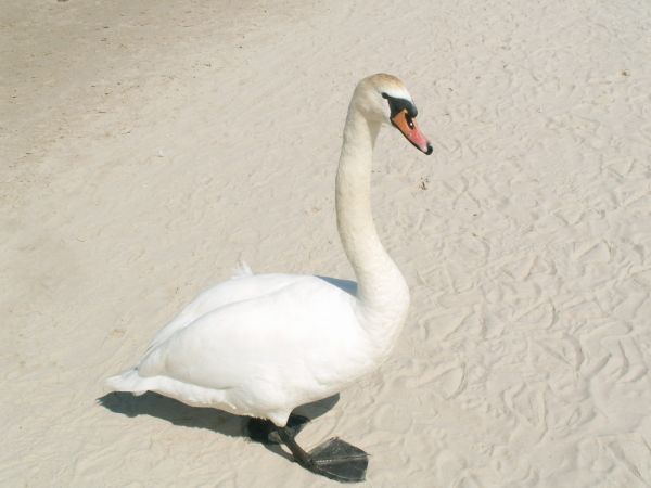 Na piasku też się pięknie prezentuje.