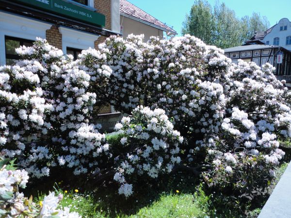 zdjecie Świeradów-Zdrój