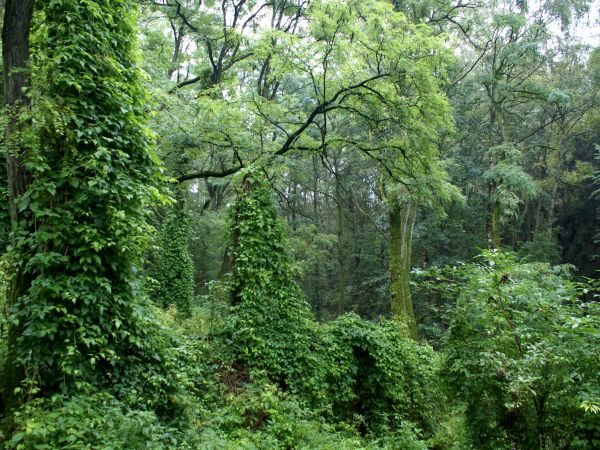 Dziki las przy bunkrach