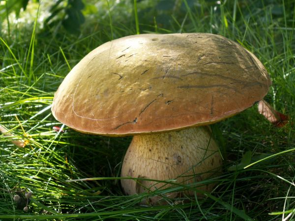 Pierwszy leśny brat 3 dni później.